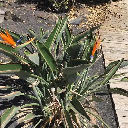 Vrijstaande Apartment *