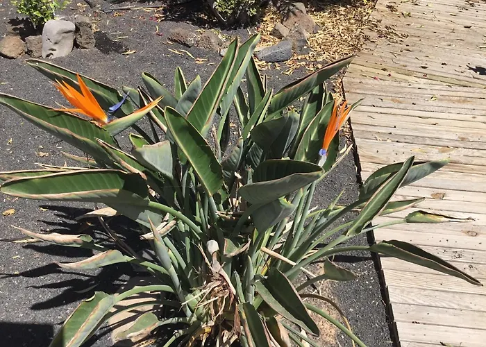 Vrijstaande Apartment *